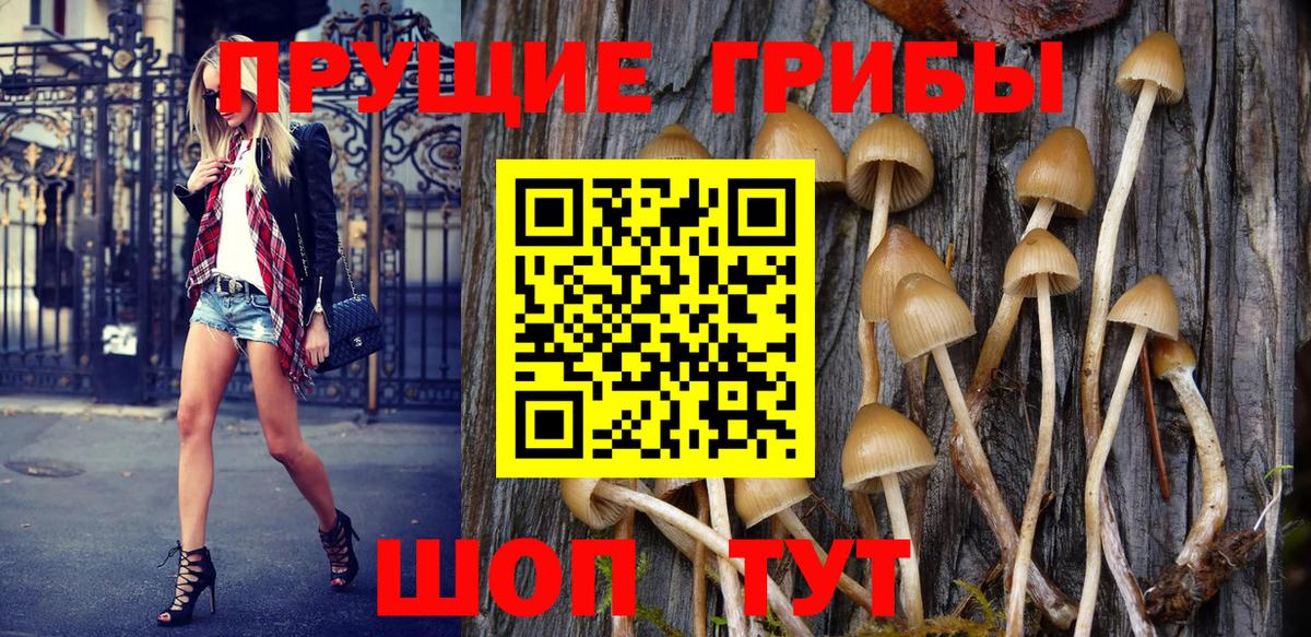 Псилоцибиновые грибы Psilocybe  Вход с VPN  Родники  Галлюциногенные грибы Cubensis 